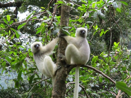 Maroantsetra Parc Makira WCS Madagascar