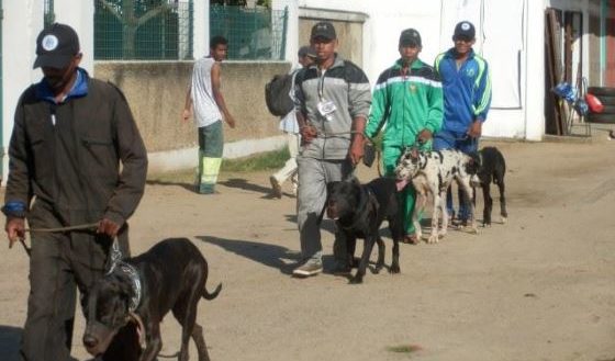 Madagascar Sambava Randonnée canine