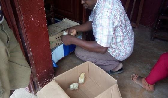 Sambava Éleveurs Distribution jeune poulet de chair